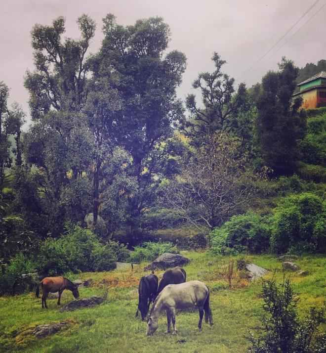 Photo of The Time When I Was Happily Stranded in This Heaven in Kangra Valley Called Kareri by Akanksha Siwach. Tales of The Hidden Trails