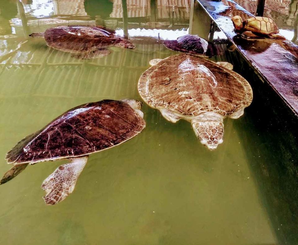 Photo of Sri Lanka: A Complete Travel Guide to Cherish This Treasure of Tropics by Saheli Bera