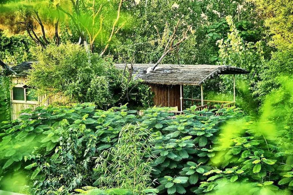 Photo of The Tree House Resort, Vijay Path, Sector 2, Sector 12, Mansarovar, Jaipur, Rajasthan, India by Gunjan Upreti