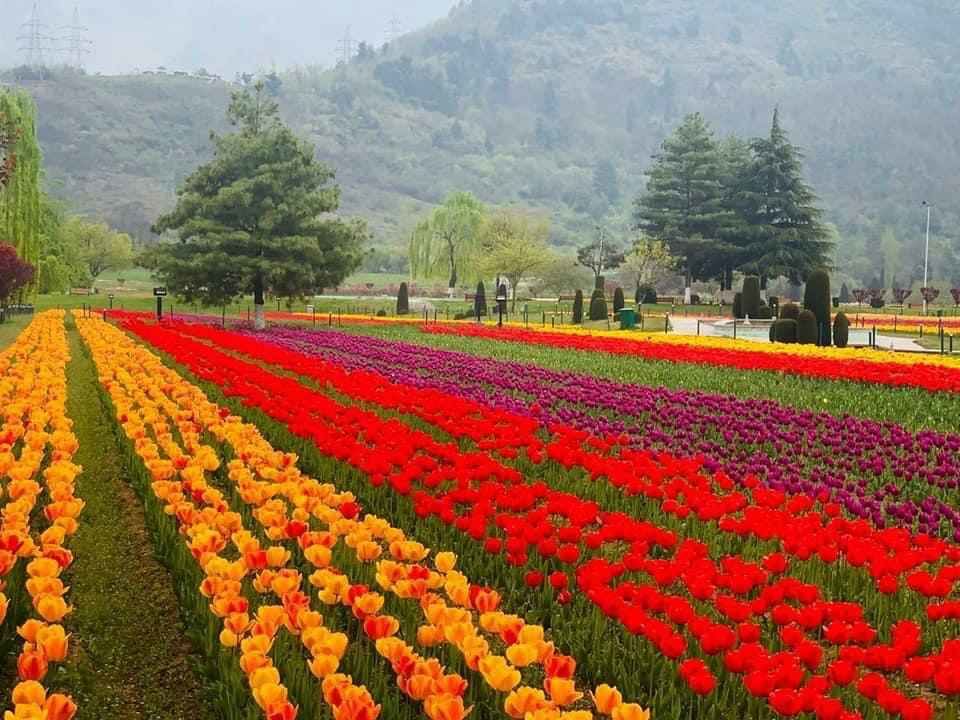 Photo of Coronavirus - no visitors allowed this time in srinagar's tulip festival by pooja saroj