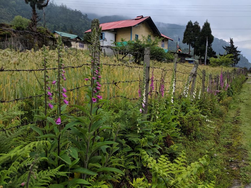 Photo of When in Sikkim, Skip the Whiskey and Try This Local Favorite Instead by Sushantika