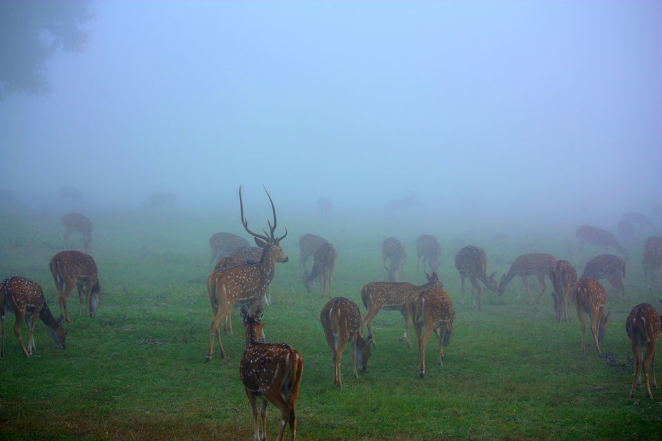 Photo of बंडीपुर, Karnataka, India by Manju Dahiya