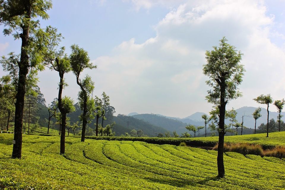Photo of नीलगिरी और नंदी पहाड़ियों के बीच: दक्षिण भारत की पहली यात्रा by Manju Dahiya
