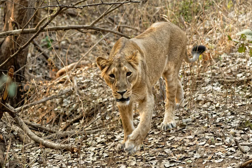 Photo of गिर राष्ट्रीय उद्यान, Gujarat, India by Manju Dahiya