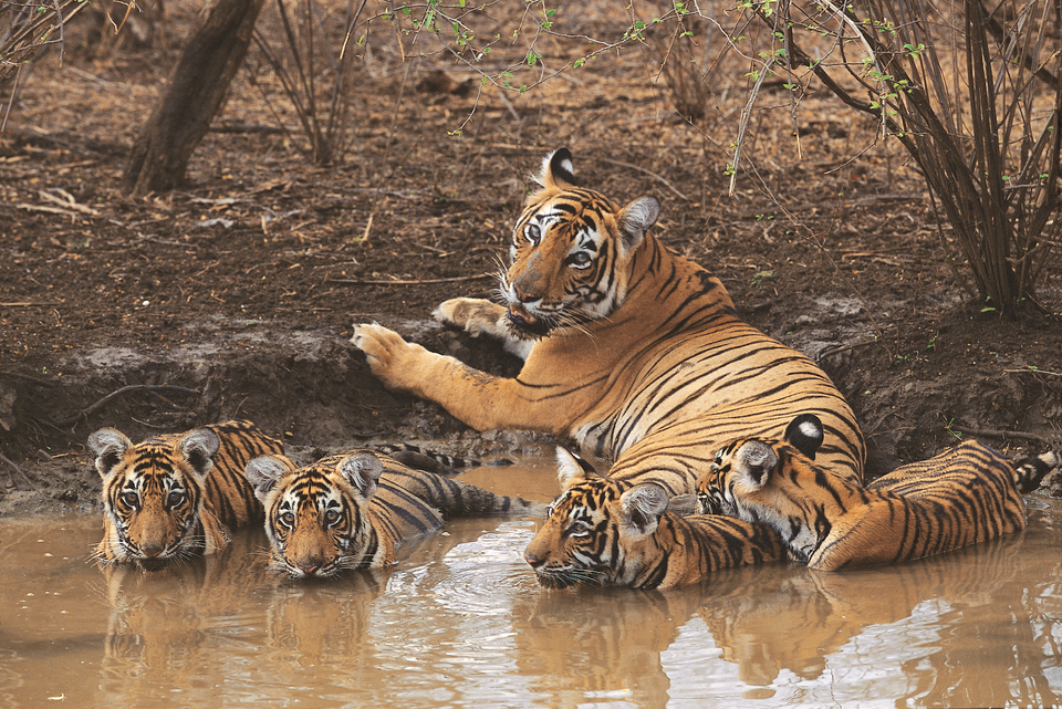 Photo of सरिस्का राष्ट्रीय उद्यान, Alwar, Rajasthan, India by Mohit Gosain