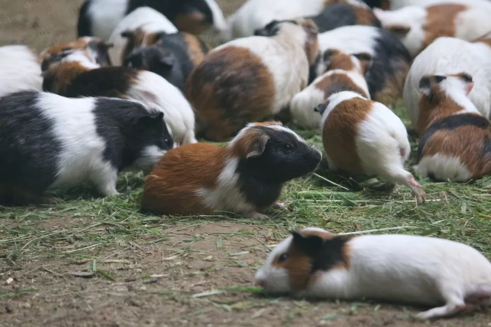 Photo of हौज़ खास, New Delhi, Delhi, India by ट्रिप अड्डा