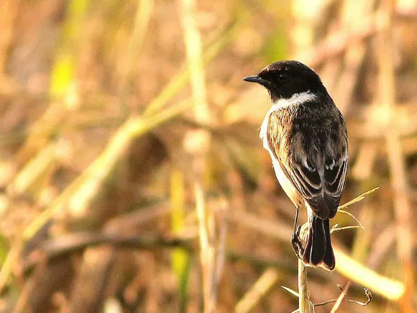 Photo of कनवार लेक, Bihar, India by सिद्धार्थ सोनी Siddharth Soni