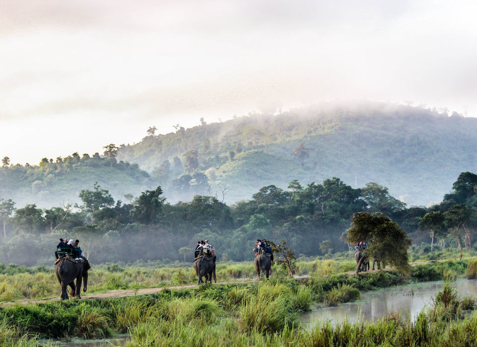 Photo of काजीरंगा राष्ट्रीय उद्यान, Kanchanjuri, Assam, India by सिद्धार्थ सोनी Siddharth Soni