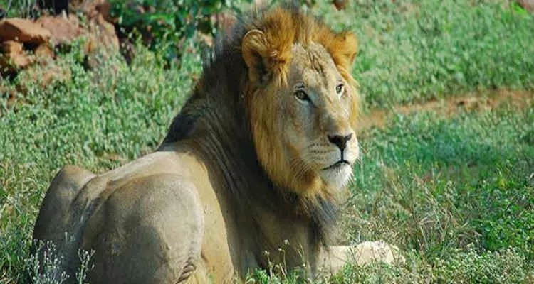 Photo of वन विहार राष्ट्रीय उद्यान भोपाल मध्यप्रदेश, Lake View Walk Path, Krishna Nagar, Shymala Hills, Bhopal, Madhya Pradesh, India by Aastha Raj