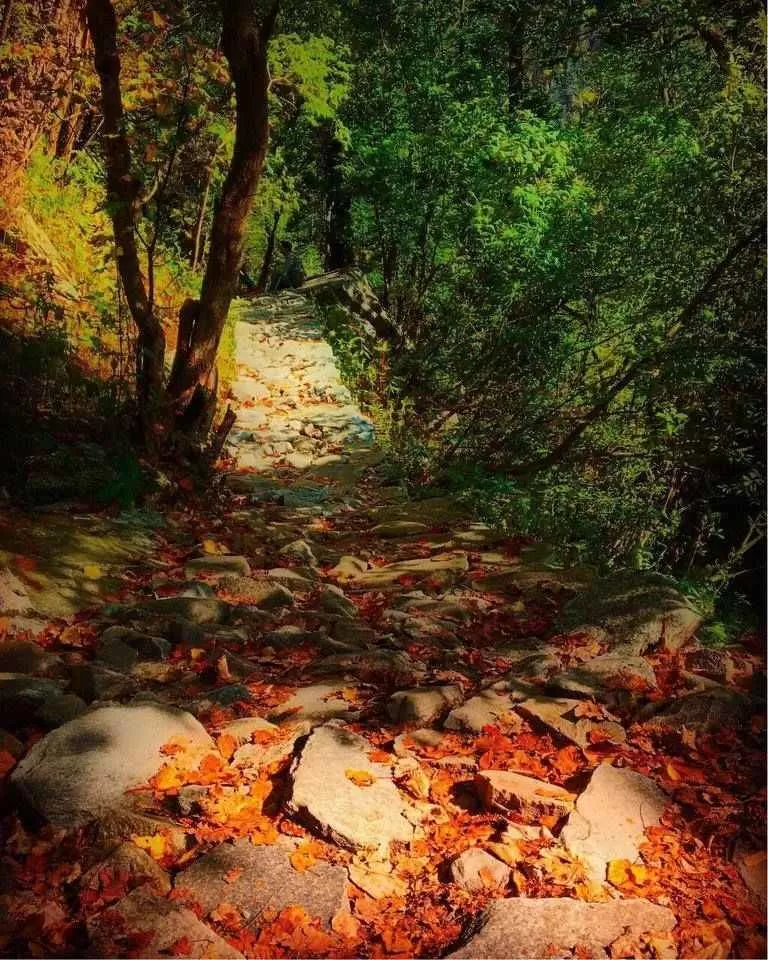 Photo of फूलों की घाटी, Uttarakhand, India by सिद्धार्थ सोनी Siddharth Soni