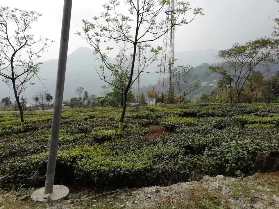 Photo of Siliguri, West Bengal, India by Yatra Vritant | यात्रा वृतांत