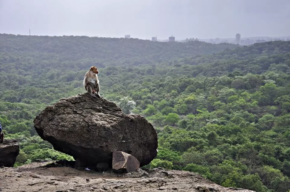 Photo of संजय गाँधी नेशनल पार्क ट्रैन त्रच्क्स, Mumbai, Maharashtra, India by सिद्धार्थ सोनी Siddharth Soni