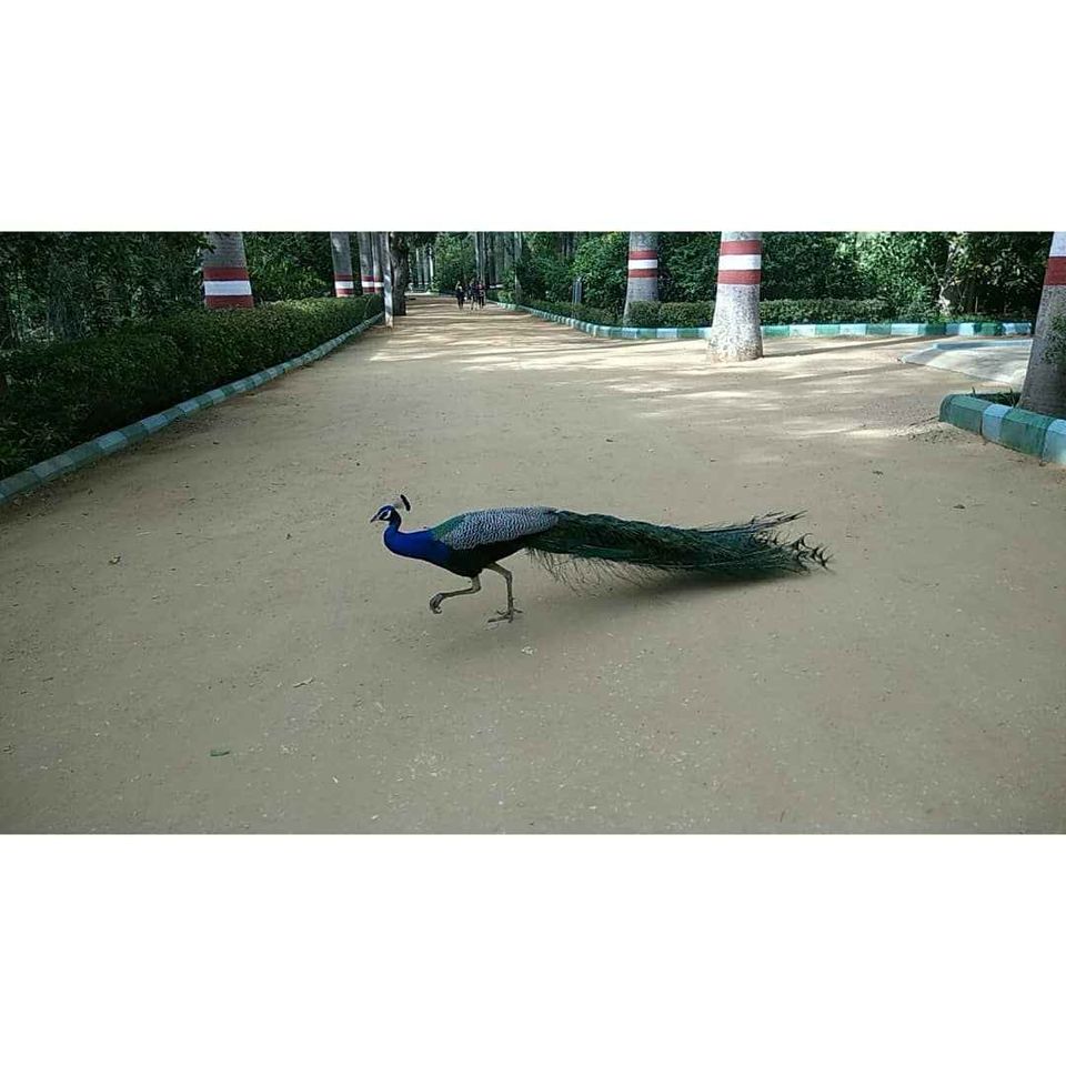 Photo of मैसूर, Karnataka, India by nitika kumari