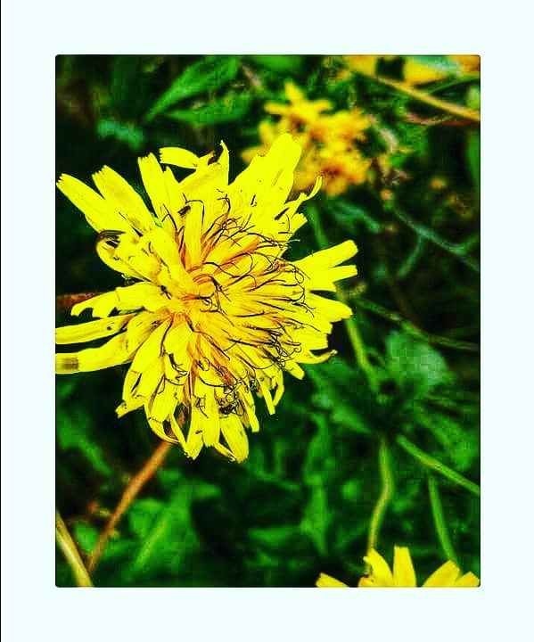 Photo of फूलों की घाटी: दूर तलक रंग बिरंगे फूल, जैसे प्रकृति ने खुद अपने हाथों से इन्हें क्यारीबद्ध किया हो by Chandra Prakash Pandey