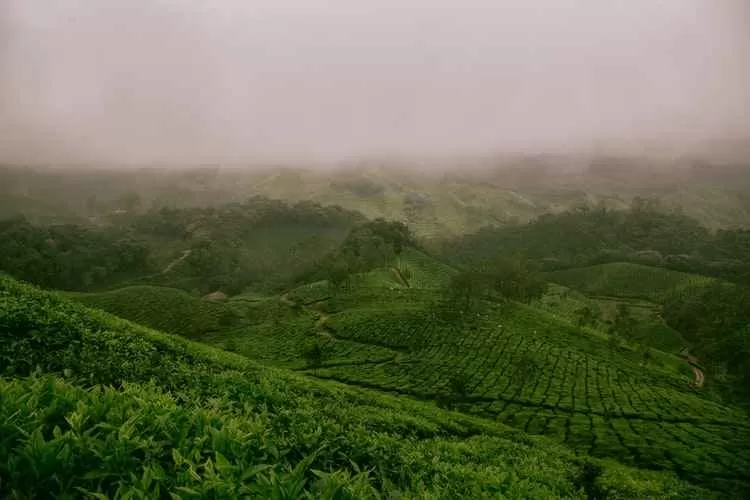Photo of मुन्नार, Kerala, India by Rupesh Kumar Jha