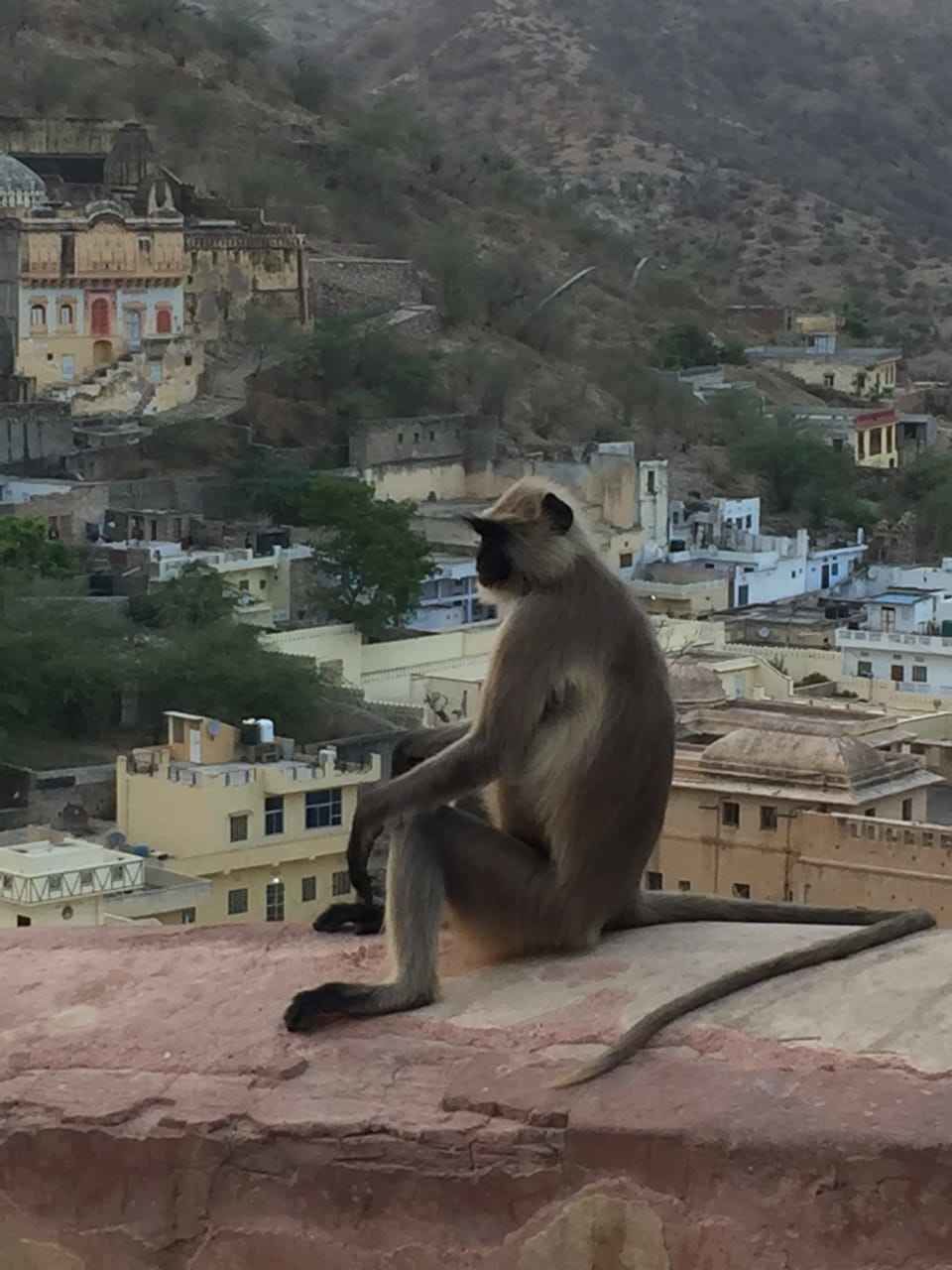 Photo of गुलाबी शहर जयपुर: रोमैंटिक छुट्टियाँ बिताने की परफेक्ट जगह! by Shivani Rawat