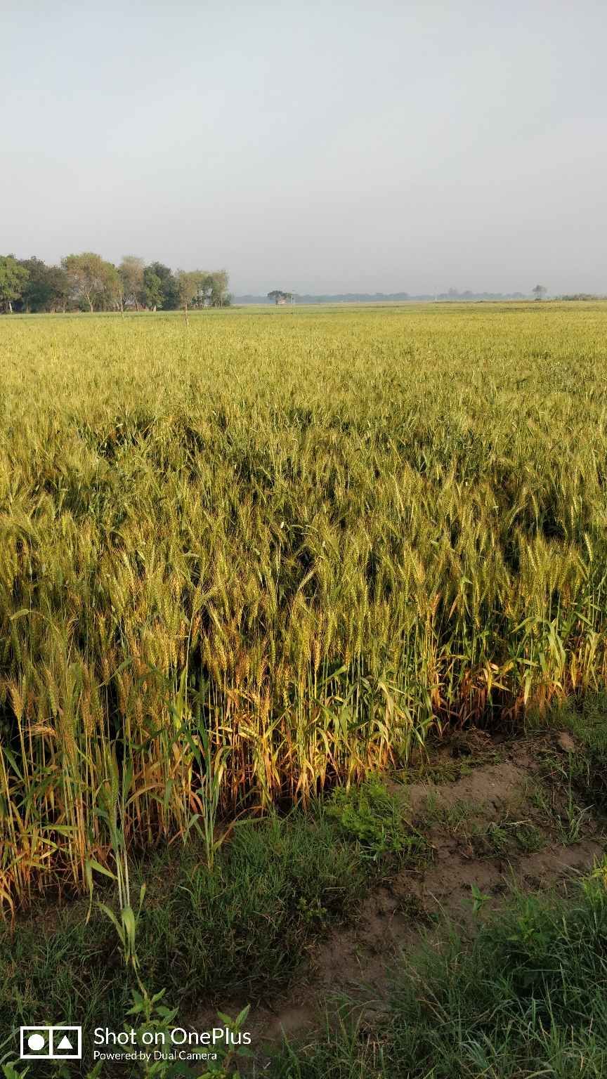 Photo of गांव का एक दिन और बचपन की मीठी यादें by Pratiksha Shankhdhar