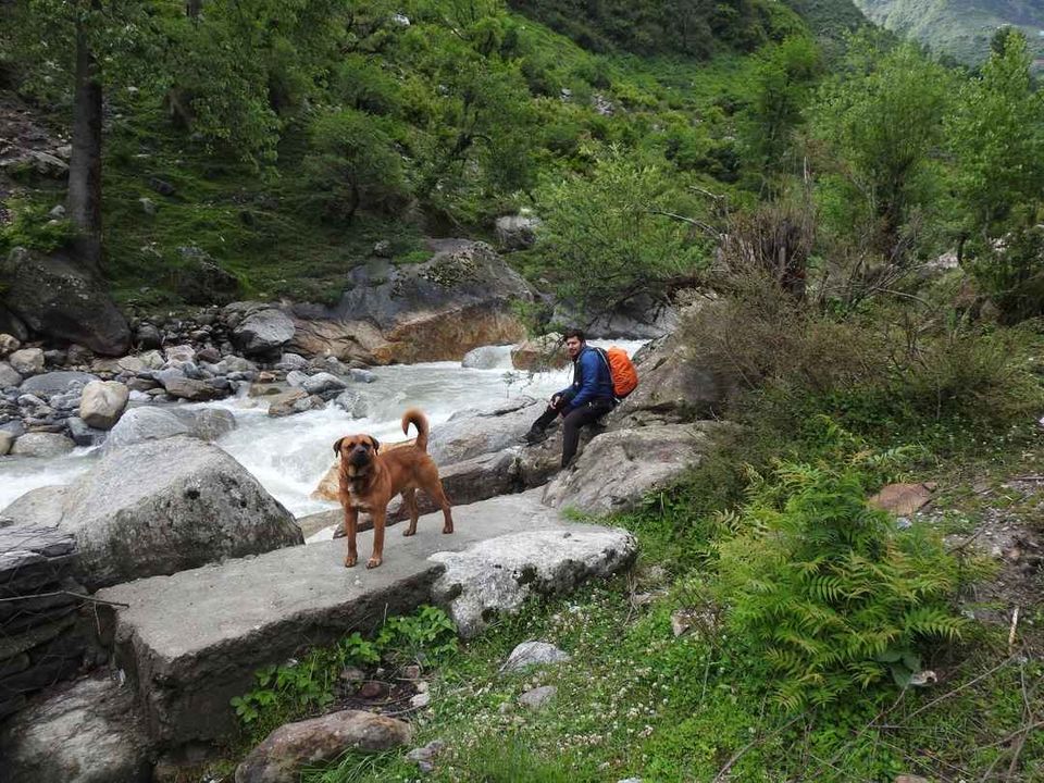 Photo of खीरगंगा ट्रेक के दौरान मिला एक अनोखा दोस्त ! by Saransh Ramavat