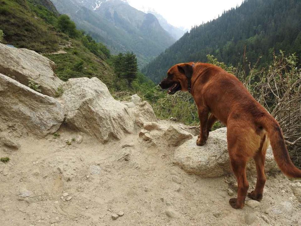 Photo of खीरगंगा ट्रेक के दौरान मिला एक अनोखा दोस्त ! by Saransh Ramavat