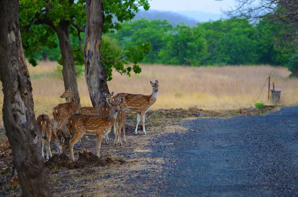 Photo of मेलघाट टाइगर रिजर्व, Amravati, Maharashtra, India by Ambuj Jain