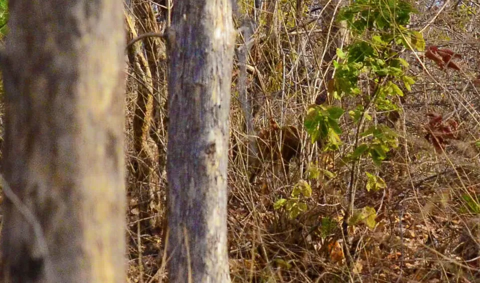 Photo of मेलघाट टाइगर रिजर्व, Amravati, Maharashtra, India by Ambuj Jain