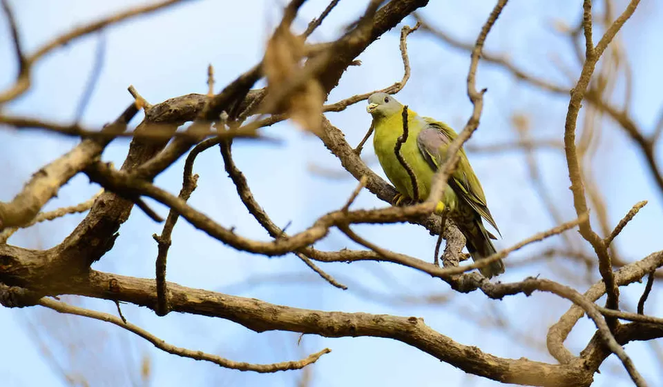 Photo of मेलघाट टाइगर रिजर्व, Amravati, Maharashtra, India by Ambuj Jain