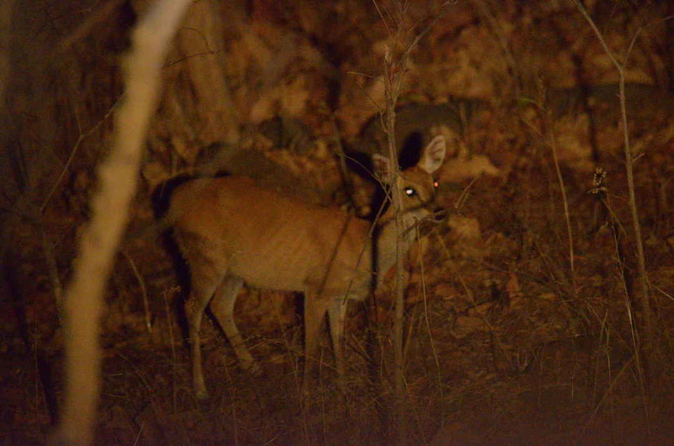 Photo of Magical Melghat Tiger Reserve with #ISLPIndore by Ambuj Jain