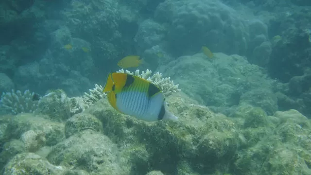 Photo of हैवलॉक आइलैंड, Andaman and Nicobar Islands by सिद्धार्थ सोनी Siddharth Soni