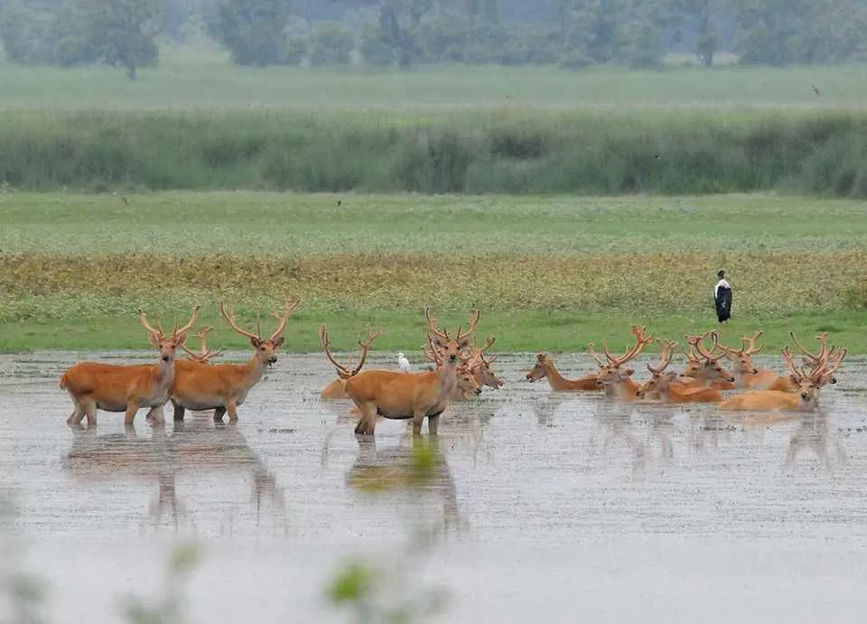 Photo of कतार्निअघट वाइल्डलाइफ सैंक्चुरी, Nishangarh Border Road, Dharmpur, Uttar Pradesh, India by सिद्धार्थ सोनी Siddharth Soni
