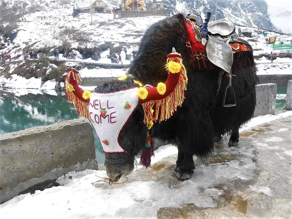 Photo of सिक्किम घूमने जाएँ तो इन टॉप 10 जगहों को घूमें बिना ना आएँ! by Rupesh Kumar Jha