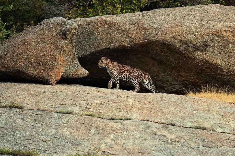 Photo of जवाई: तेंदुओं के बीच रोमांचक सफारी करने के लिए बेस्ट है ये जगह! by Saransh Ramavat