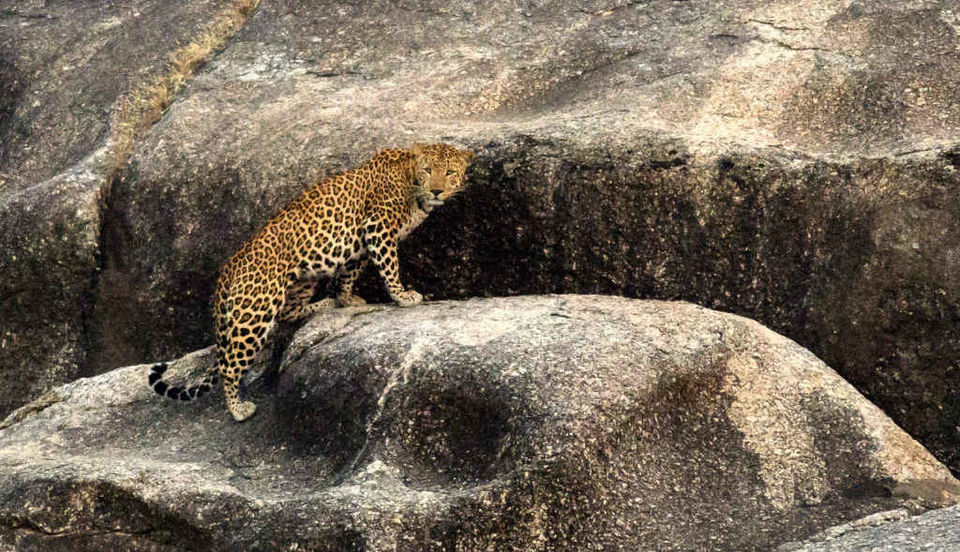 Photo of जवाई: तेंदुओं के बीच रोमांचक सफारी करने के लिए बेस्ट है ये जगह! by Saransh Ramavat