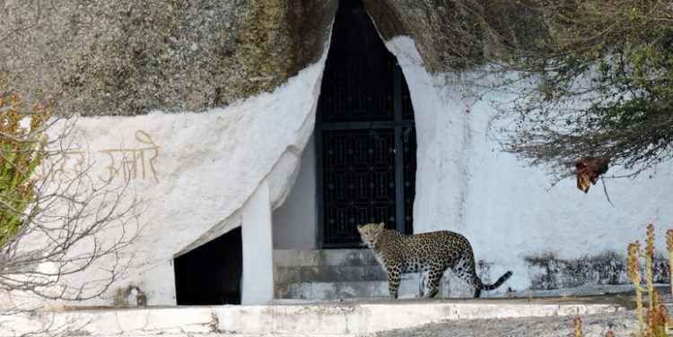 Photo of जवाई: तेंदुओं के बीच रोमांचक सफारी करने के लिए बेस्ट है ये जगह! by Saransh Ramavat