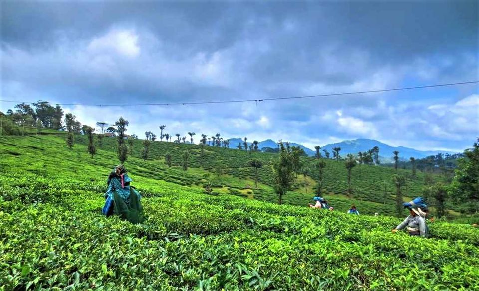 Photo of नेल्लियाम्प्ति फॉरेस्ट रिज़र्व, Nenmara, Kerala, India by Manglam Bhaarat