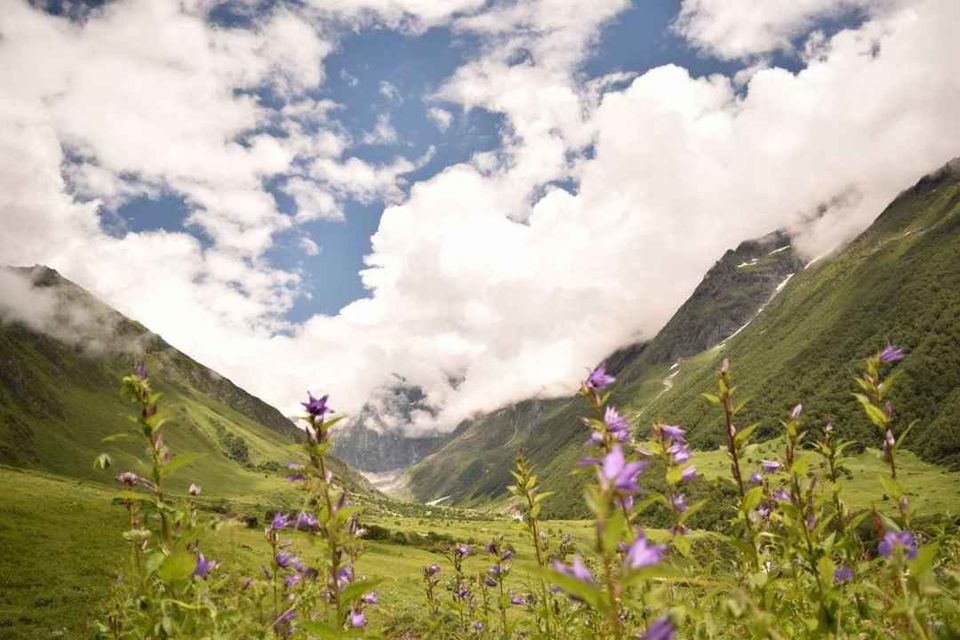Photo of फूलों की घाटी, Uttarakhand, India by Saransh Ramavat