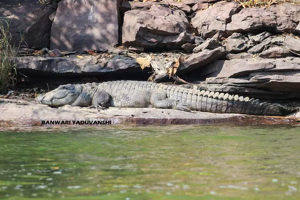 Photo of क्रोकोडाइल पॉइंट, Rana, Rajasthan, India by Saransh Ramavat