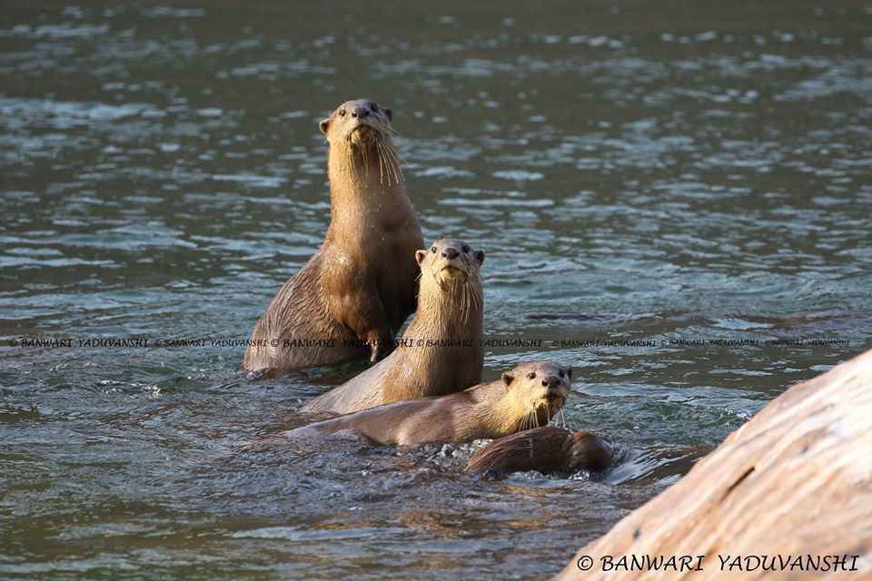 Photo of माउंट आबू हुआ पुराना, अब राजस्थान के इस पहाड़ों और झरनों से घिरे शहर को जान लो by Saransh Ramavat