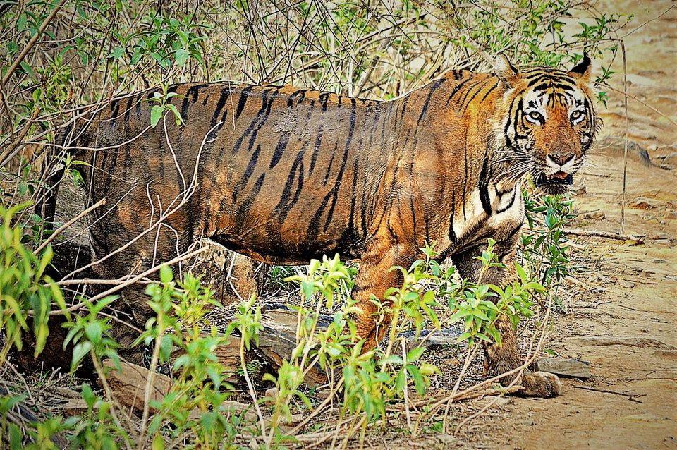 Photo of सरिस्का राष्ट्रीय उद्यान, Alwar, Rajasthan, India by Bhawna Sati