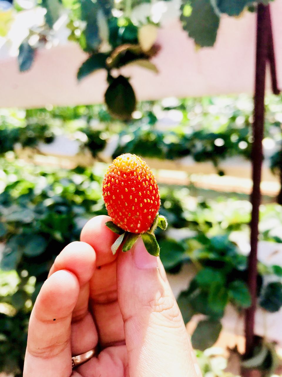 Photo of Summer Trip to Mahabaleshwar 1/5 by Sheetal Patil