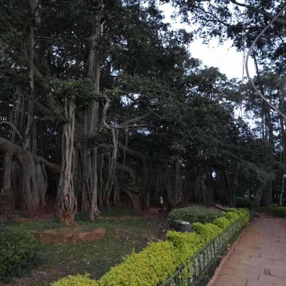 Photo of Big Banyan Tree, Bengaluru, Karnataka, India by Sourav Rout