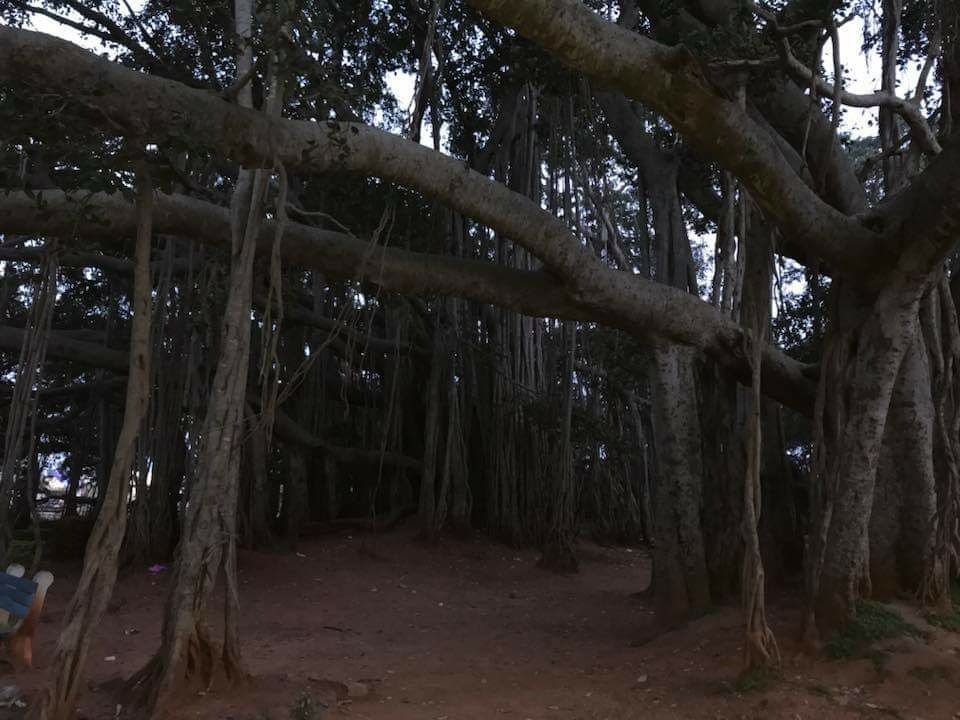 Photo of Big Banyan Tree, Bengaluru, Karnataka, India by Sourav Rout