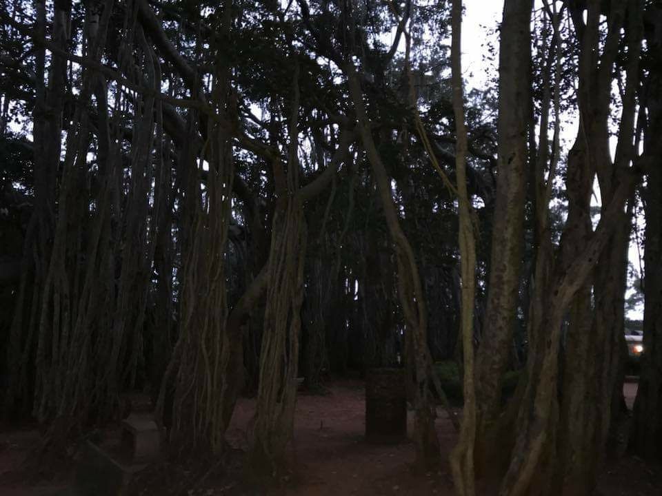 Photo of Big Banyan Tree, Bengaluru, Karnataka, India by Sourav Rout