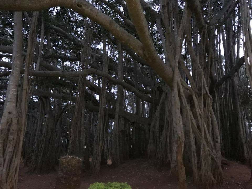 Photo of Big Banyan Tree, Bengaluru, Karnataka, India by Sourav Rout