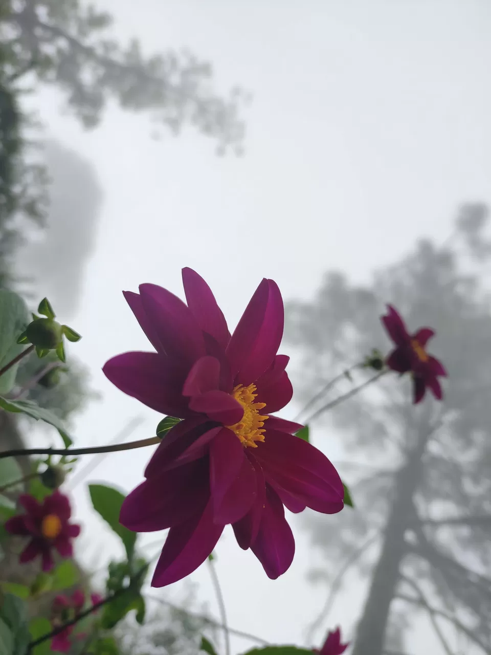Photo of Mall Road, Kasauli, Himachal Pradesh, India by Ravi Singh Thakur