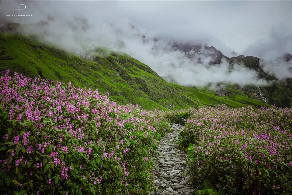 Photo of Amazingly beautiful valley of flowers! by sandeep holla