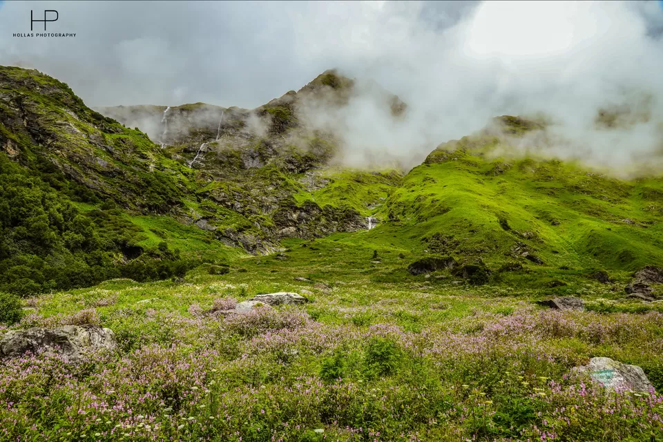 Photo of Amazingly beautiful valley of flowers! by sandeep holla