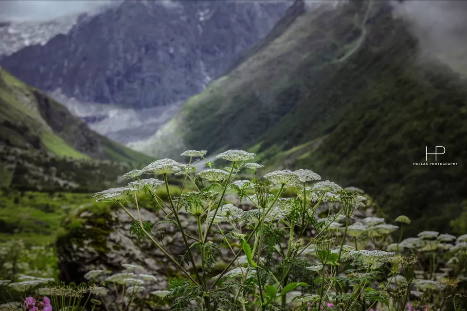 Photo of Amazingly beautiful valley of flowers! by sandeep holla