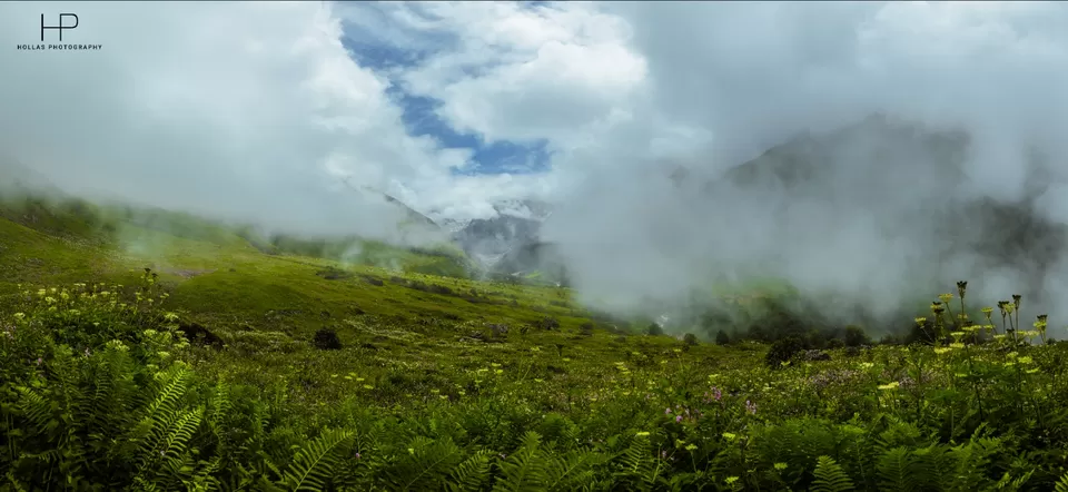 Photo of Amazingly beautiful valley of flowers! by sandeep holla