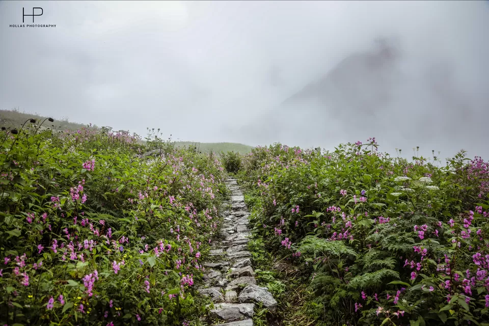 Photo of Amazingly beautiful valley of flowers! by sandeep holla