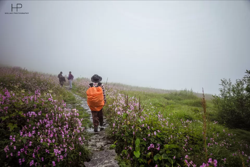 Photo of Amazingly beautiful valley of flowers! by sandeep holla